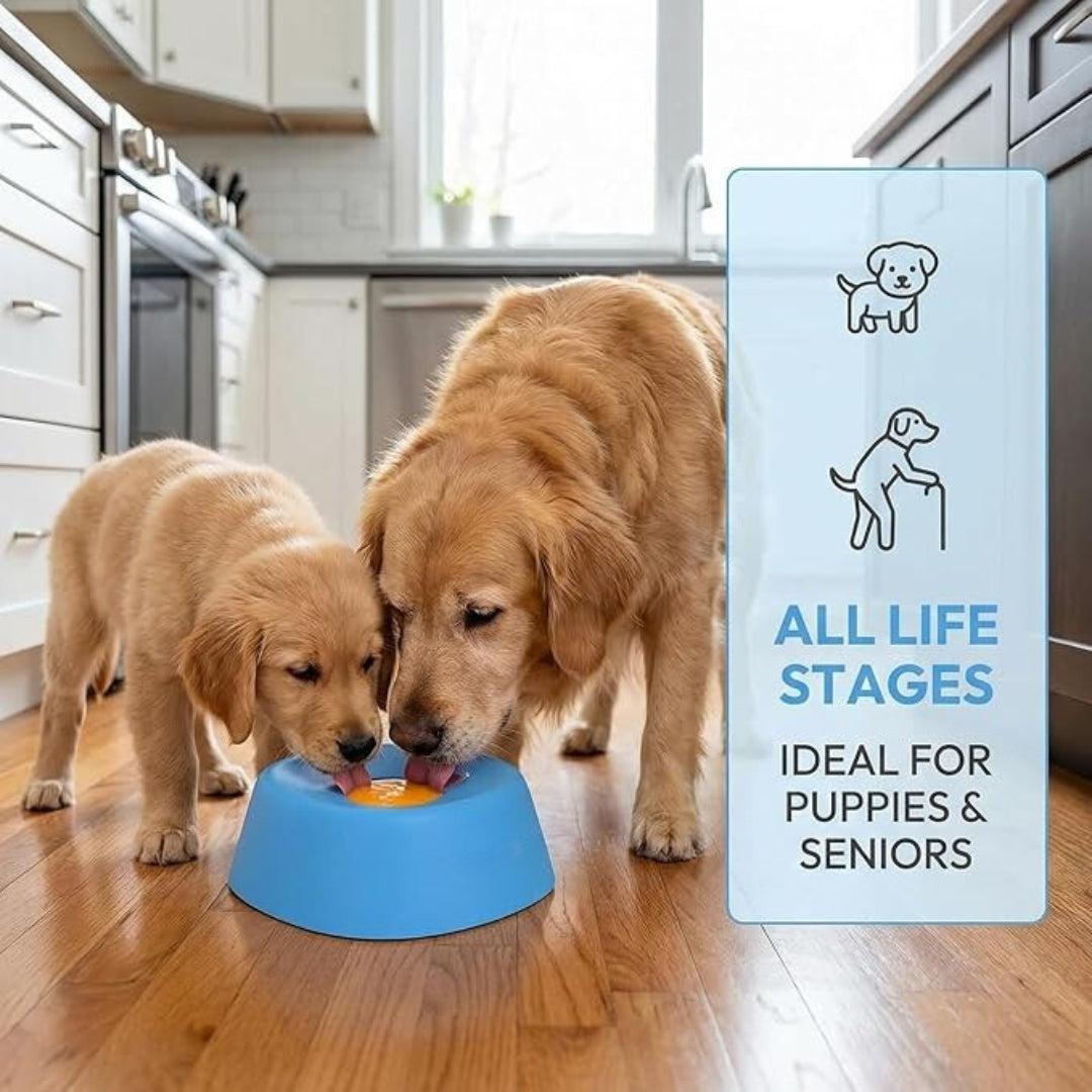 Premium Bowl for Canine Health & Happiness